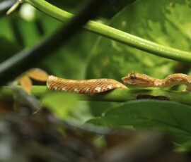 Eye-lashed Pit Viper 4t3a8383