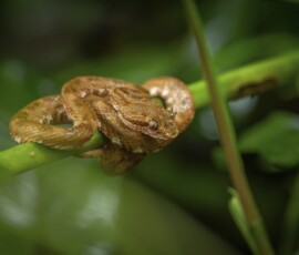 Eye-lashed Pit Viper 4t3a8432