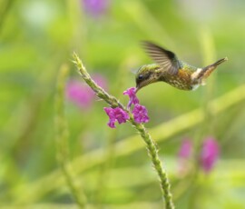 Black-crested Coquette 4t3a8524
