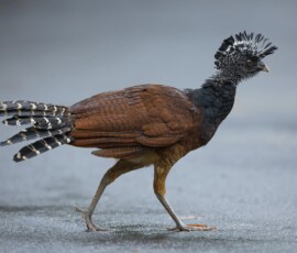 Great Curassow (female) 4t3a8552