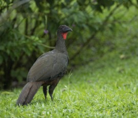 Crested Guan 4t3a8559