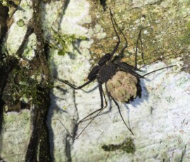 Whip Scorpian carrying brood 4t3a8620