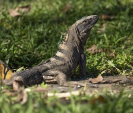 Black Spiny-tailed Iguana 4t3a9613