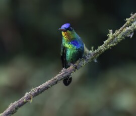 Fiery-throated Hummingbird 4t3a9660
