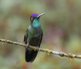 Talamanca Hummingbird 4t3a9778