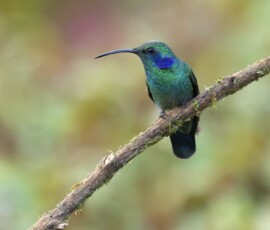 Lesser Violetear 4t3a9788