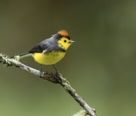 Collared Redstart 4t3a9874