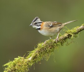 Rufous-collared Sparrow 4t3a9924