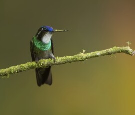 White-throated Mountain-gem 4t3a9960