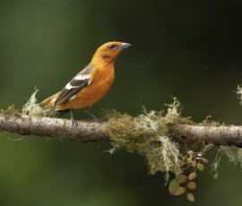 Flame-coloured Tanager 4t3a9991