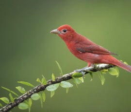 Summer Tanager er2i3227
