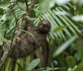 Three-toed Sloth er2i3710