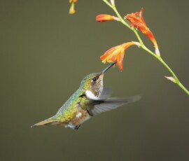 Volcano Hummingbird er2i3972 edit edit