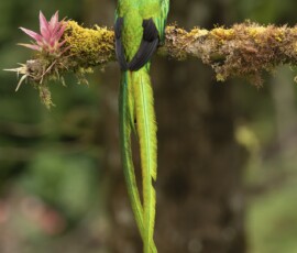 Resplendent Quetzal fx9a0100