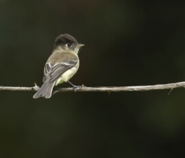 Black-capped flycatcher fx9a0391