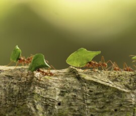 Leaf-cutter Ants fx9a1096