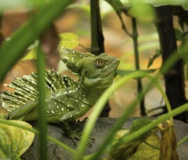 Green Basilisk fx9a1104