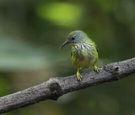 Shining Tanager (female) fx9a1109