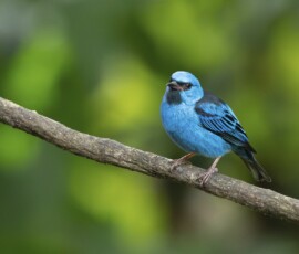 Blue Dacnis fx9a1449
