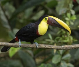 Yellow-throated Toucan fx9a1511