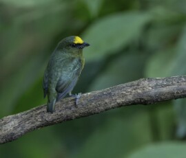 Olive-backed Euphonia fx9a1642