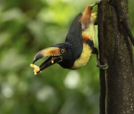 Collared Aracari fx9a2161