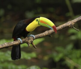 Keel-billed Toucan fx9a2166
