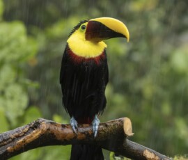 Yellow-throated Toucan fx9a2277