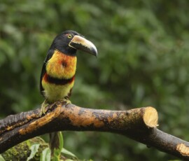 Collared Aracari fx9a2355