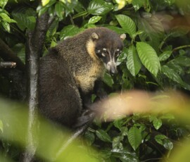 Coati fx9a2389