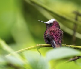 Snowcap Hummingbird fx9a2544