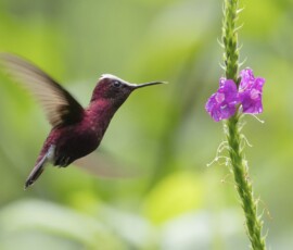 Snowcap Hummingbird fx9a2623