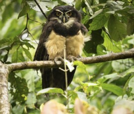 Spectacled Owl fx9a2756