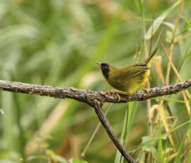 Olive-crowned Yellowthroat fx9a2762
