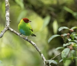 Rofous-Winged Tanager fx9a2892