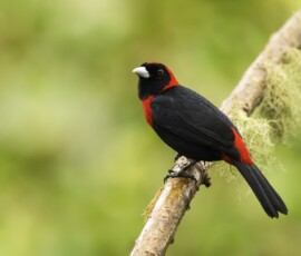 Crimoson-collared Tanager fx9a2923