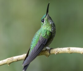 Green-Crowned Brilliant fx9a2979