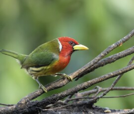Red-headed Barbet fx9a3110