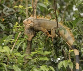 Green Iguana fx9a3228