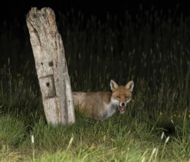 The Tawny Owl and the Fox fx9a3761