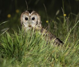The Tawny Owl and the Fox fx9a3773