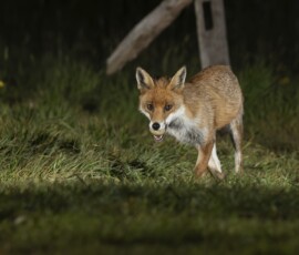 The Tawny Owl and the Fox fx9a3781 2