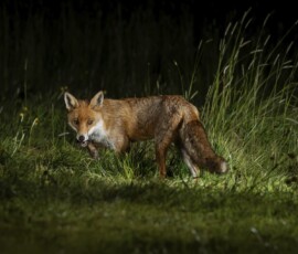 The Tawny Owl and the Fox fx9a3789