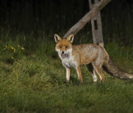 The Tawny Owl and the Fox fx9a3797 edit
