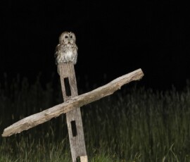 The Tawny Owl and the Fox fx9a3801