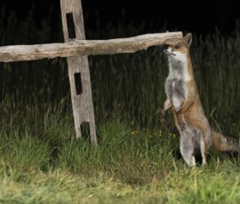 The Tawny Owl and the Fox fx9a3809