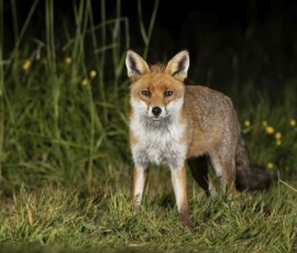 The Tawny Owl and the Fox fx9a3845