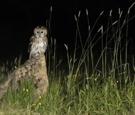 The Tawny Owl and the Fox fx9a3889
