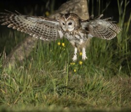 The Tawny Owl and the Fox fx9a3896