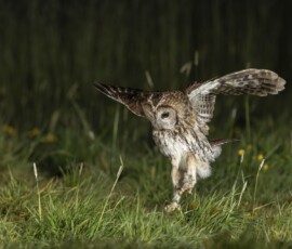 The Tawny Owl and the Fox fx9a3975